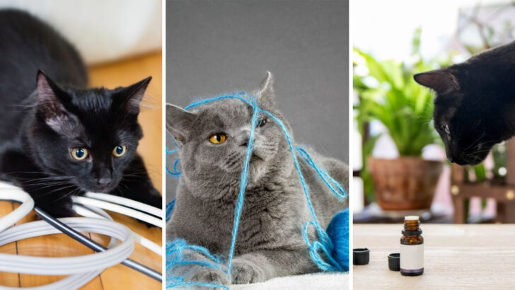 20 Household Hazards You Didn’t Know Could Harm Your Cat