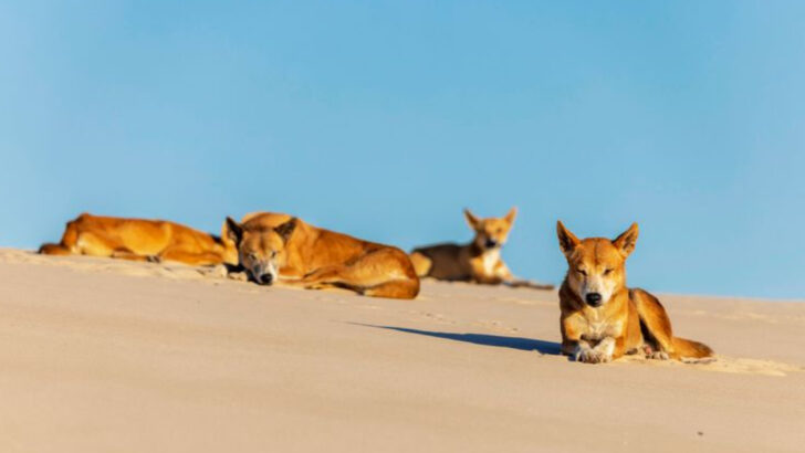 20 Incredible Discoveries That Explain How Dingoes Became Australia’s Wild Dog