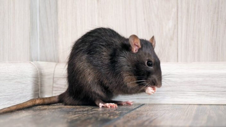 20 Smells That Rats Absolutely Despise—Use Them to Your Advantage