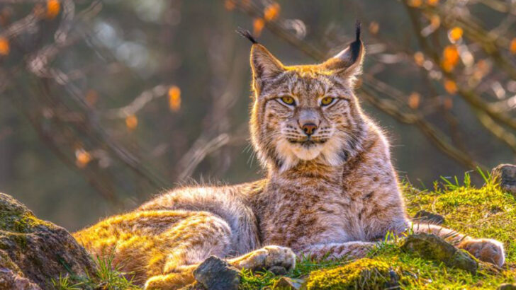 20 Surprising Insights Into the World of Lynx Cats and Their Survival