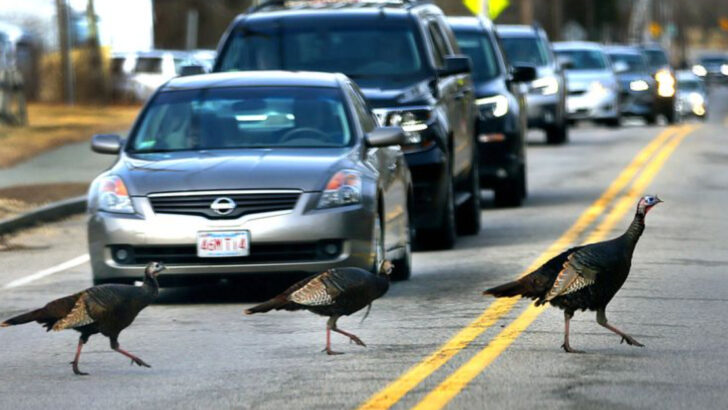 20 Unexpected Wild Animals Thriving in U.S. Cities