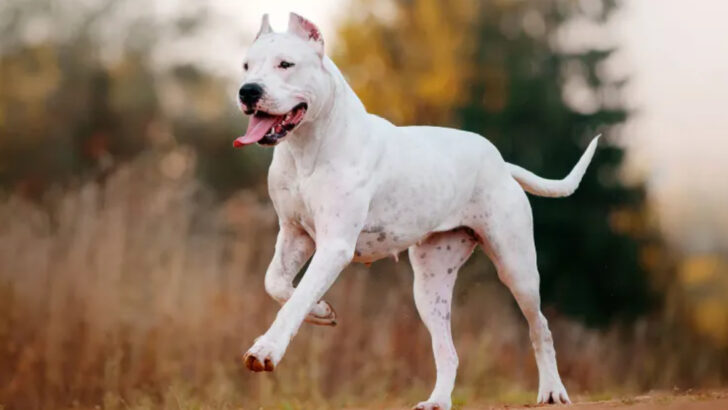 20 Worst Dog Breeds for Seniors