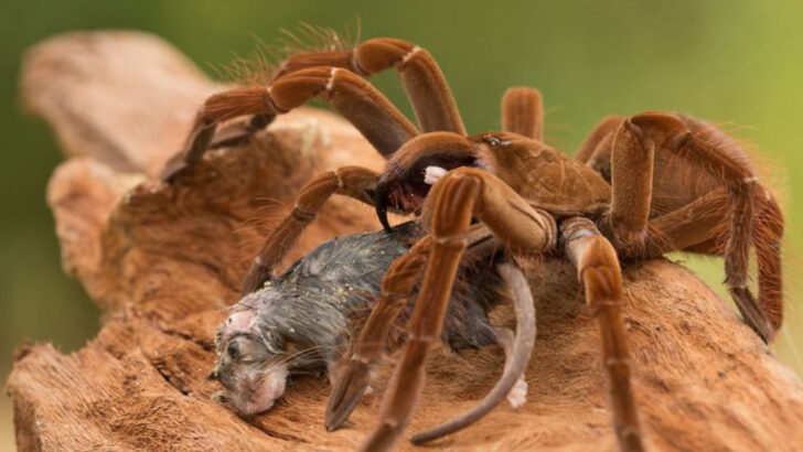 20 of the Deadliest Spiders Wreaking Havoc Across the World