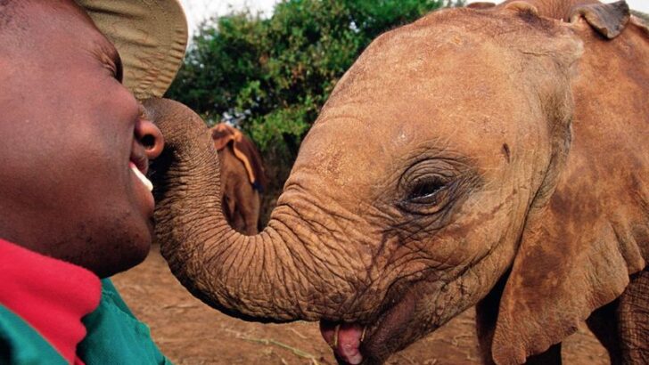 20 of the Friendliest Animals on Earth That Love Human Interaction