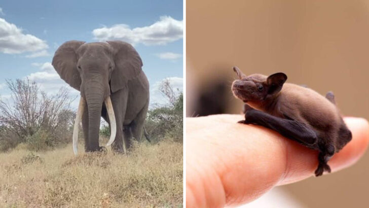 21 Animal World Records That Will Leave You Speechless