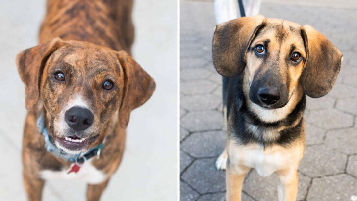 21 Beagle Mixes That Are as Curious as They Are Adorable