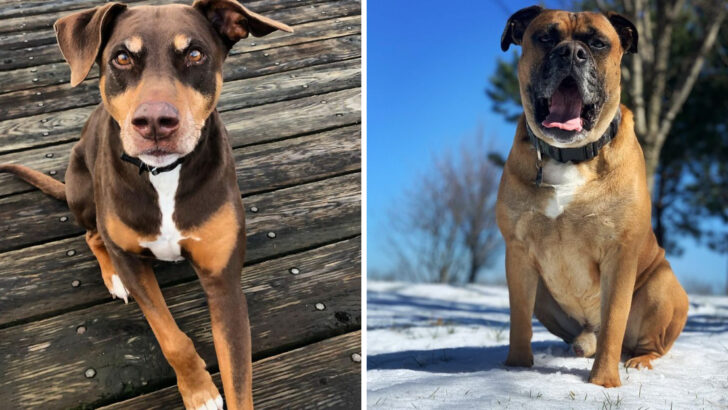 21 Boxer Mixes That Prove Playful Energy Comes in All Shapes and Sizes