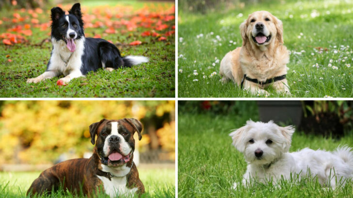 21 Dog Breeds That Are Surprisingly Good Judges Of Character