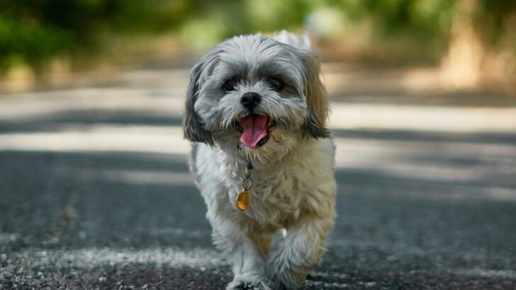 21 Maltese Mixes That Show Why Fluffy and Friendly Is the Best Combo