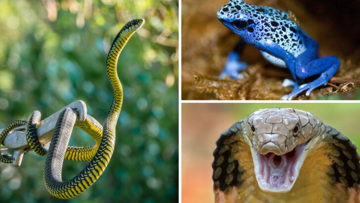 21 Poisonous Animals That Are Beautiful but Extremely Deadly