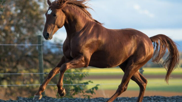 21 Strong-Willed Horse Breeds That Can Be Dangerous in the Wrong Hands