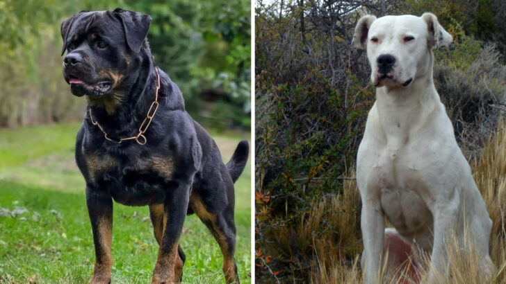 22 Fierce Dog Breeds Strong Enough to Stand Against a Wolf