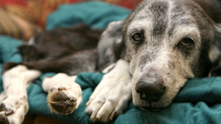 22 Signs That Your Dog Is Turning Old and Needs Extra Care