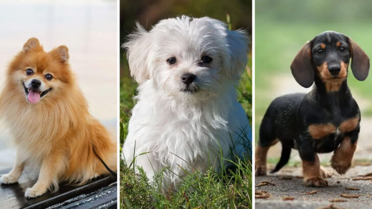 22 Adorable Small Dog Breeds That Stay Puppy-Sized for Life