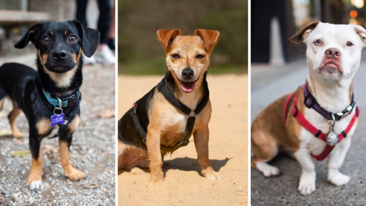 23 Dachshund Mixes That Prove Long and Low Is the Way to Go