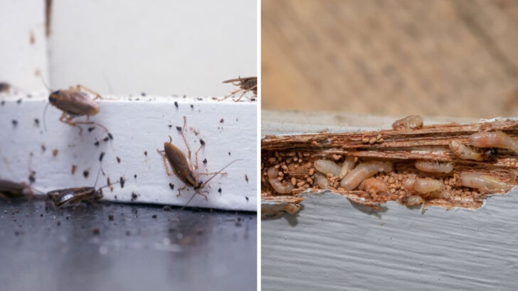 23 Deadly Creepy Crawlies That Could Have Taken Up Resident in Your Home