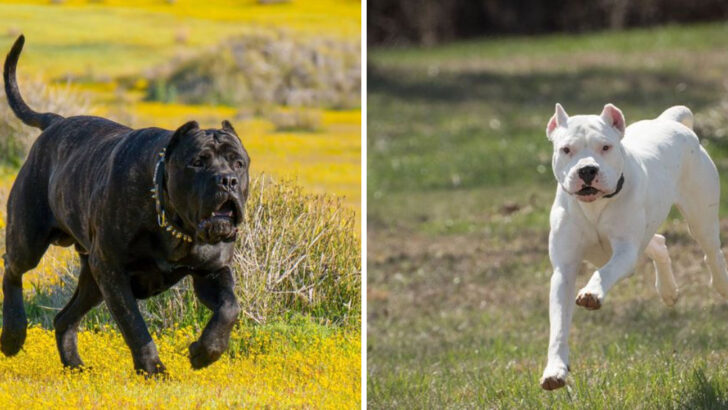 23 Dog Breeds That Would Terrify Intruders