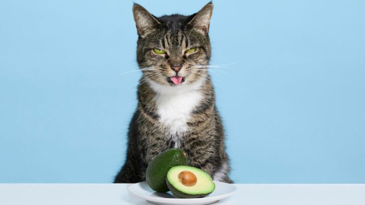 23 Things You Should Never Let Your Cat Eat