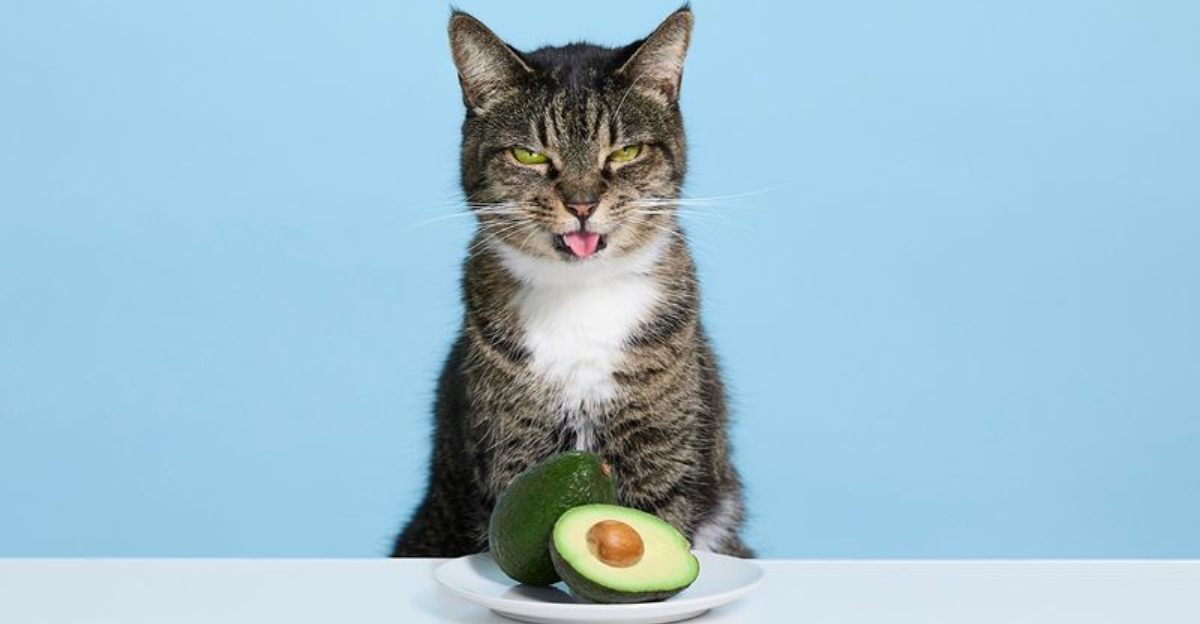 23 Things You Should Never Let Your Cat Eat - Exploring Animals