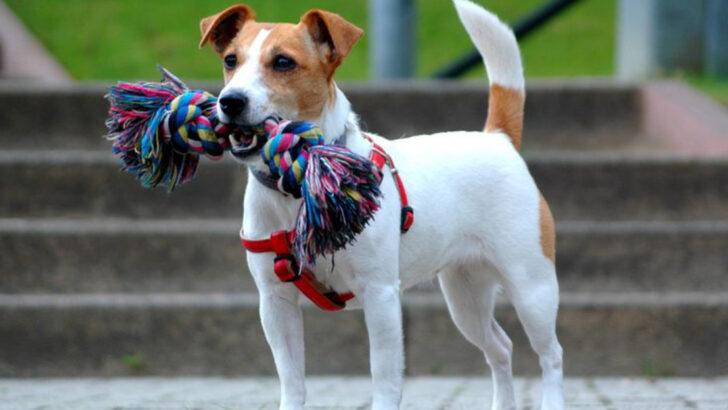 22 Worst Dog Breeds for Busy People