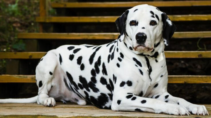 24 Most Overrated Dog Breeds According to Experts