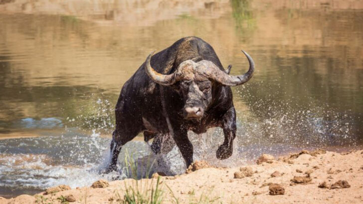 24 of the Most Fearless Animals on Earth: Don’t Mess With These Guys