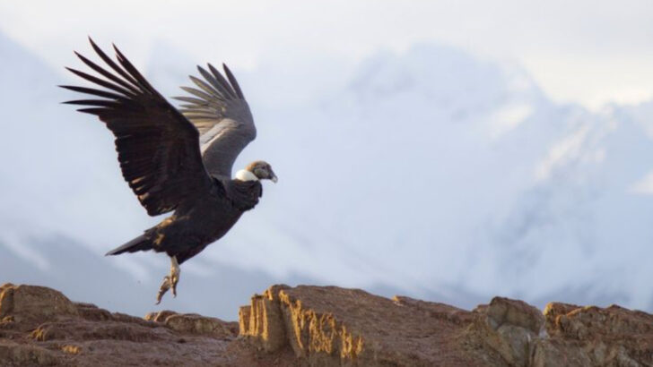 24 of the World’s Largest Birds and Their Astonishing Wingspans