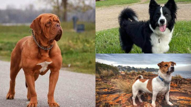 25 Dog Breeds That Are Too Demanding