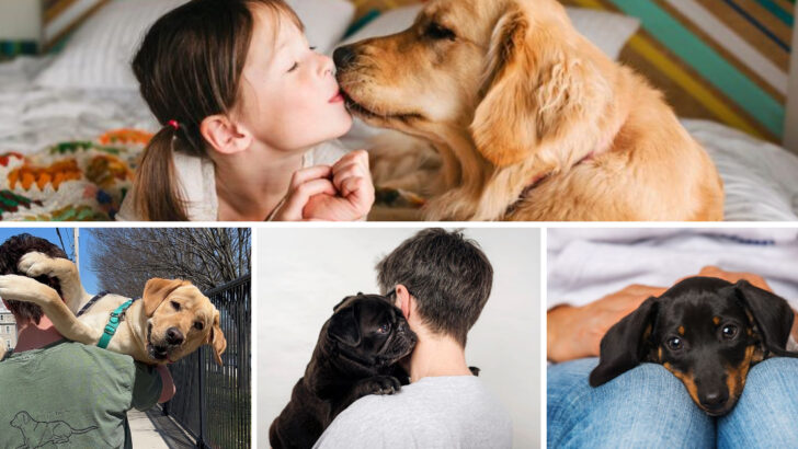 25 Dog Breeds That Bond More with Humans than Other Dogs