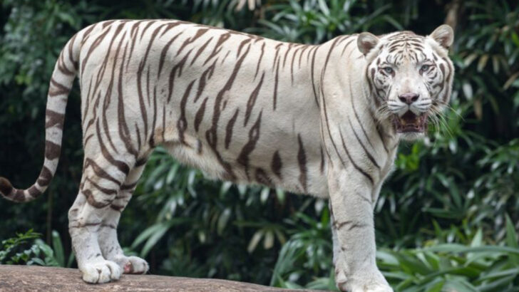 25 Extinct Tigers and Legendary Big Cats You Won’t Believe Existed