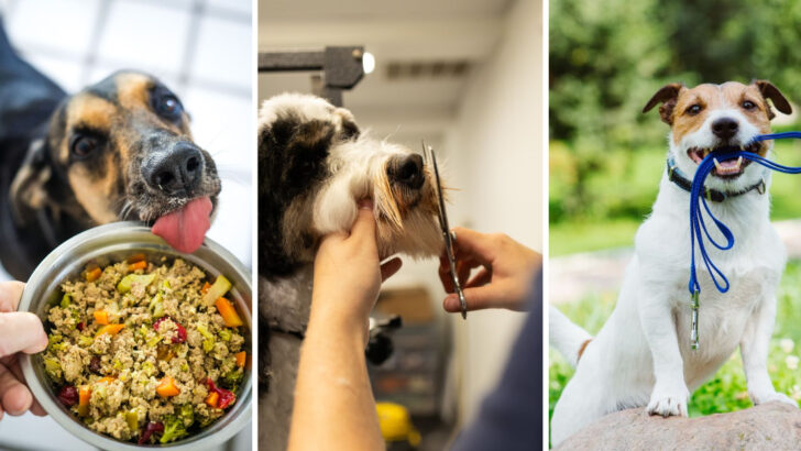 25 Simple Daily Habits That Will Boost Your Dog’s Health and Happiness