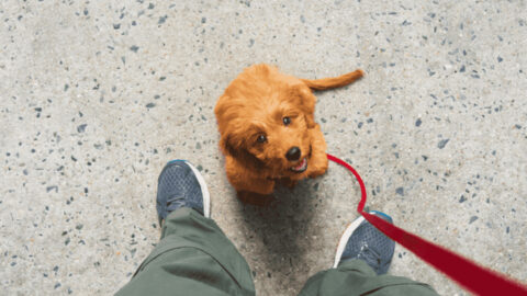 Hand Rasing Puppy 25 Tips for Raising a Puppy Successfully - Exploring Animals