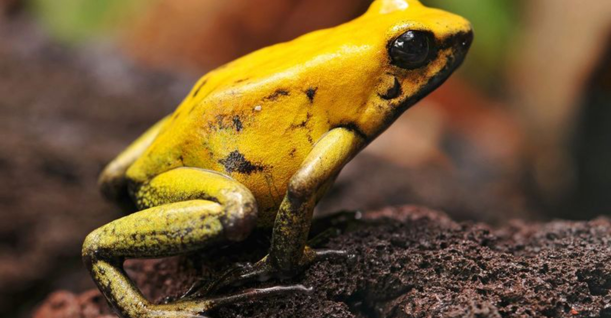 25 of the Most Poisonous Creatures on Earth You Should Stay Away From ...