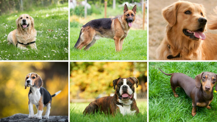 26 Dog Breeds That Will Treat You Like Their Pack for Life