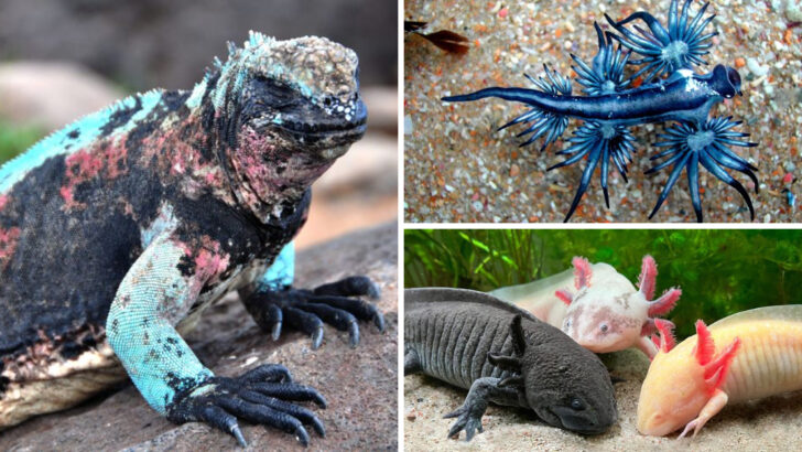 26 Rare Mythical-Sounding Creatures That Actually Exist in the Wild