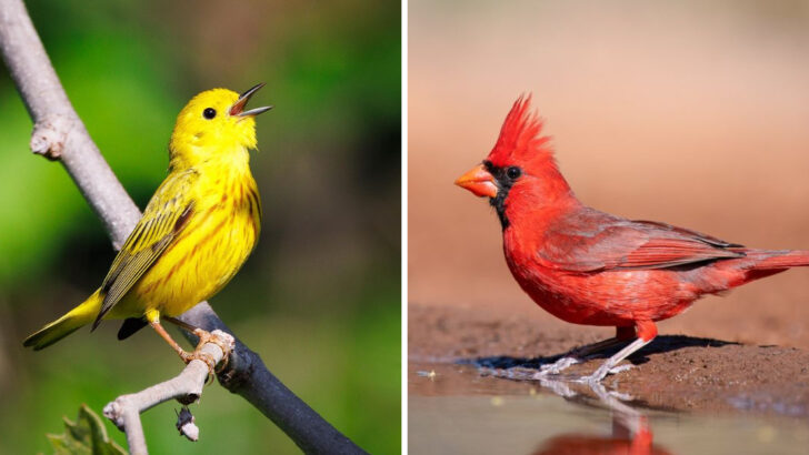 26 Stunning Birds Every Birdwatcher in America Should See