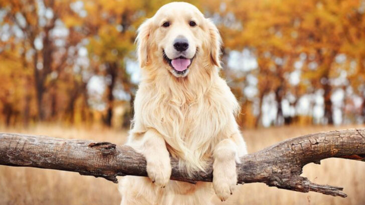 27 Big-Hearted Dog Breeds That Couldn’t Be Mean If They Tried