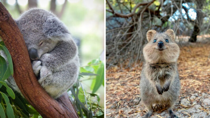 32 of the Most Huggable, Loveable, and Downright Adorable Animals in the World