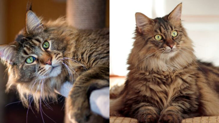 7 Key Differences Between The Norwegian Forest Cat And Maine Coon