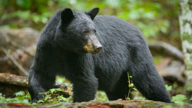 7 US States Where Bear Attacks Happen More Than Anywhere Else