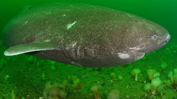 9 Incredible Facts About the 500 Year Old Shark Discovered Far From Home in the Caribbean