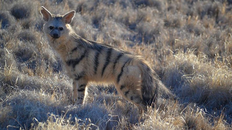 Aardwolf