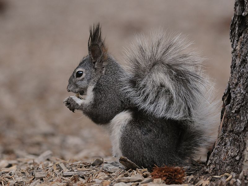 Abert's Squirrel