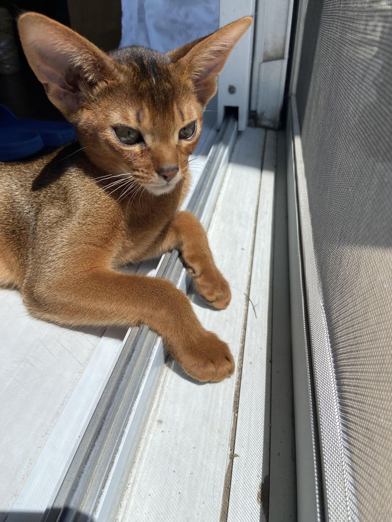 Abyssinian