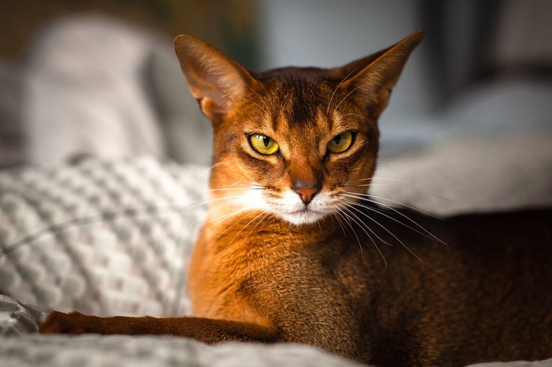 Abyssinian