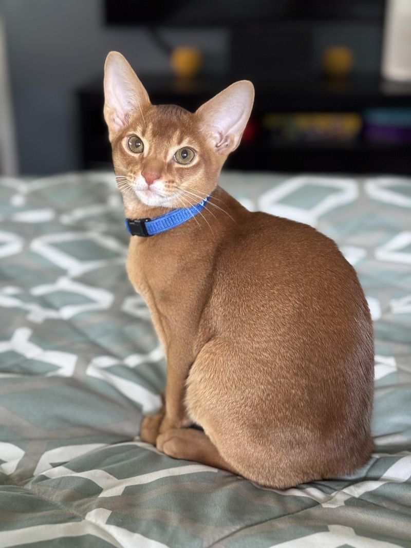 Abyssinian