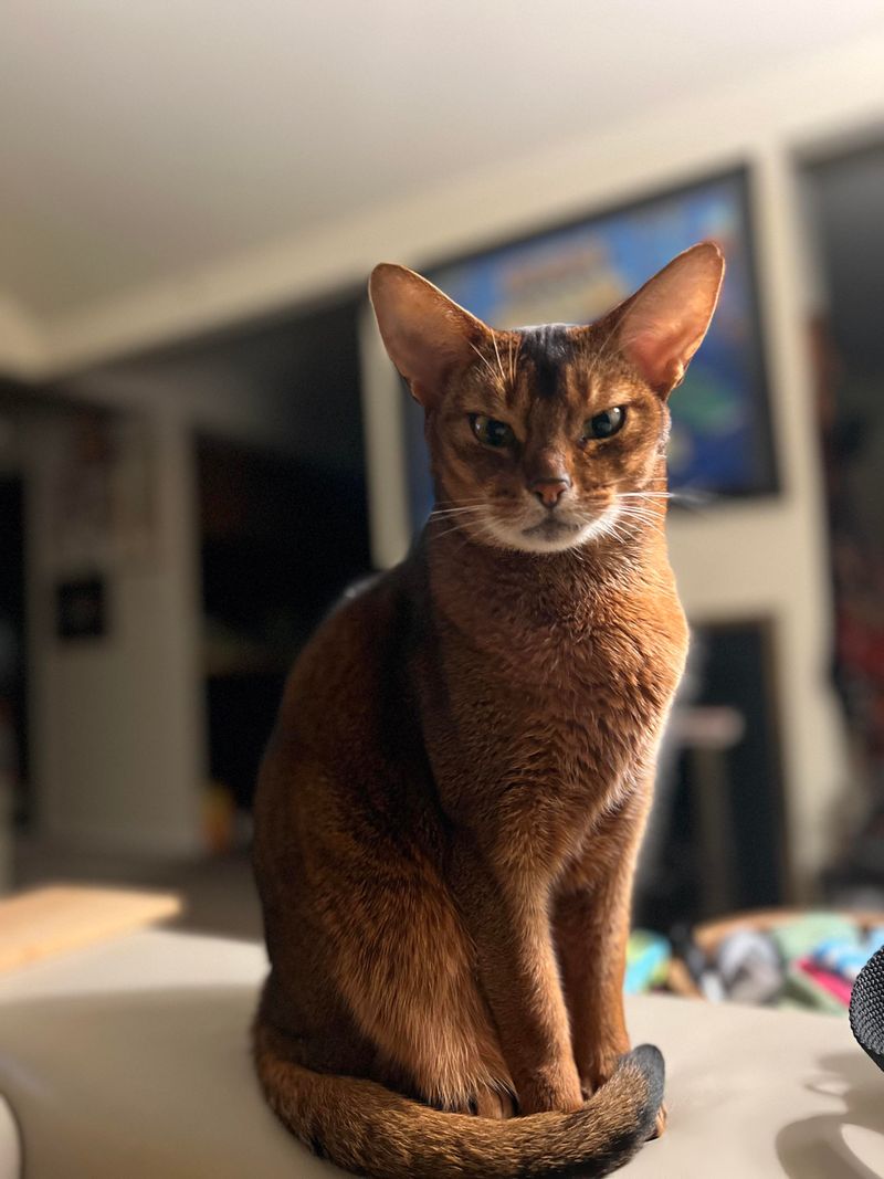 Abyssinian