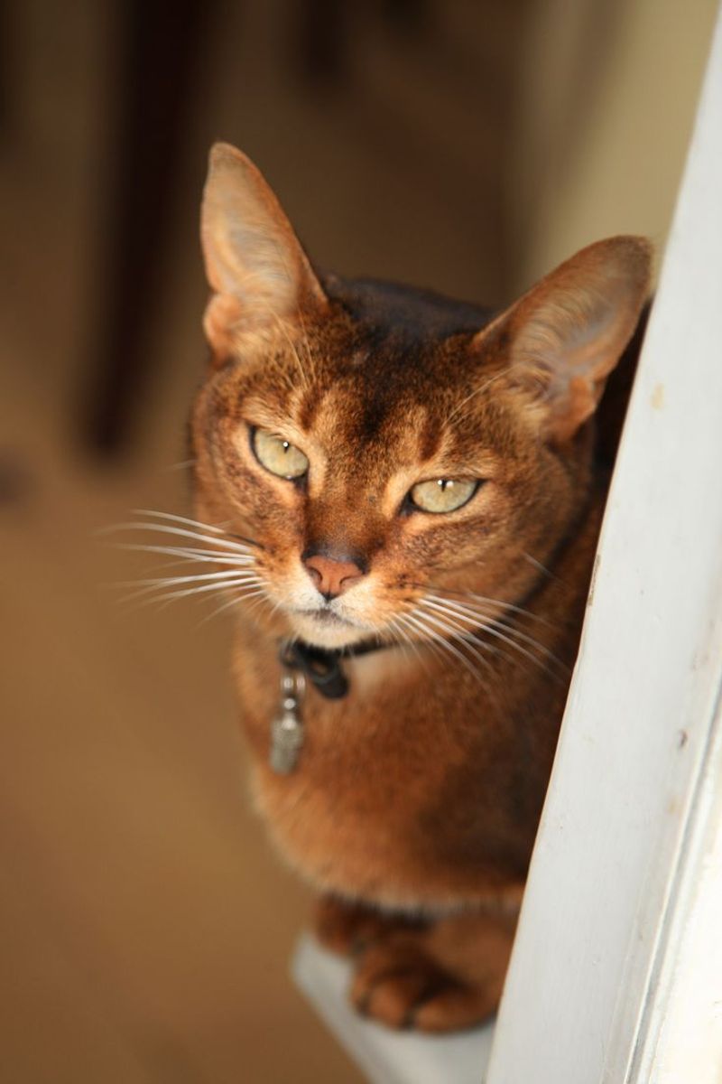 Abyssinian