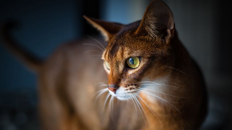 Abyssinian