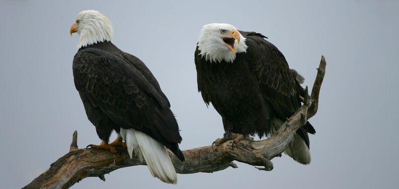 Adaptability and Resilience